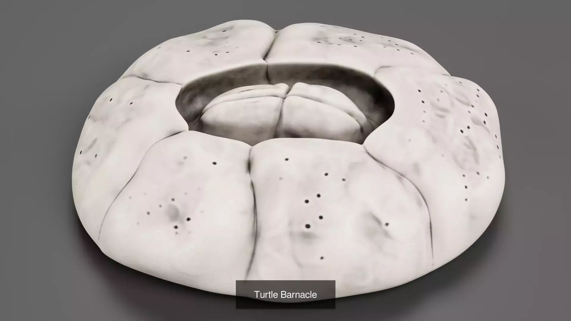 Barnacles - Turtle and Cornish Marine Crustaceans 3D Model Collection_3