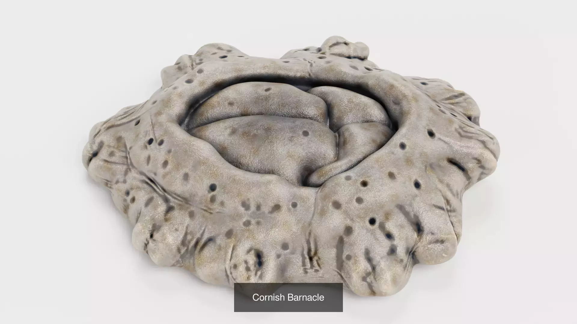 Barnacles - Turtle and Cornish Marine Crustaceans 3D Model Collection_4