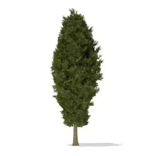 European Yew Taxus baccata 11m 3D model