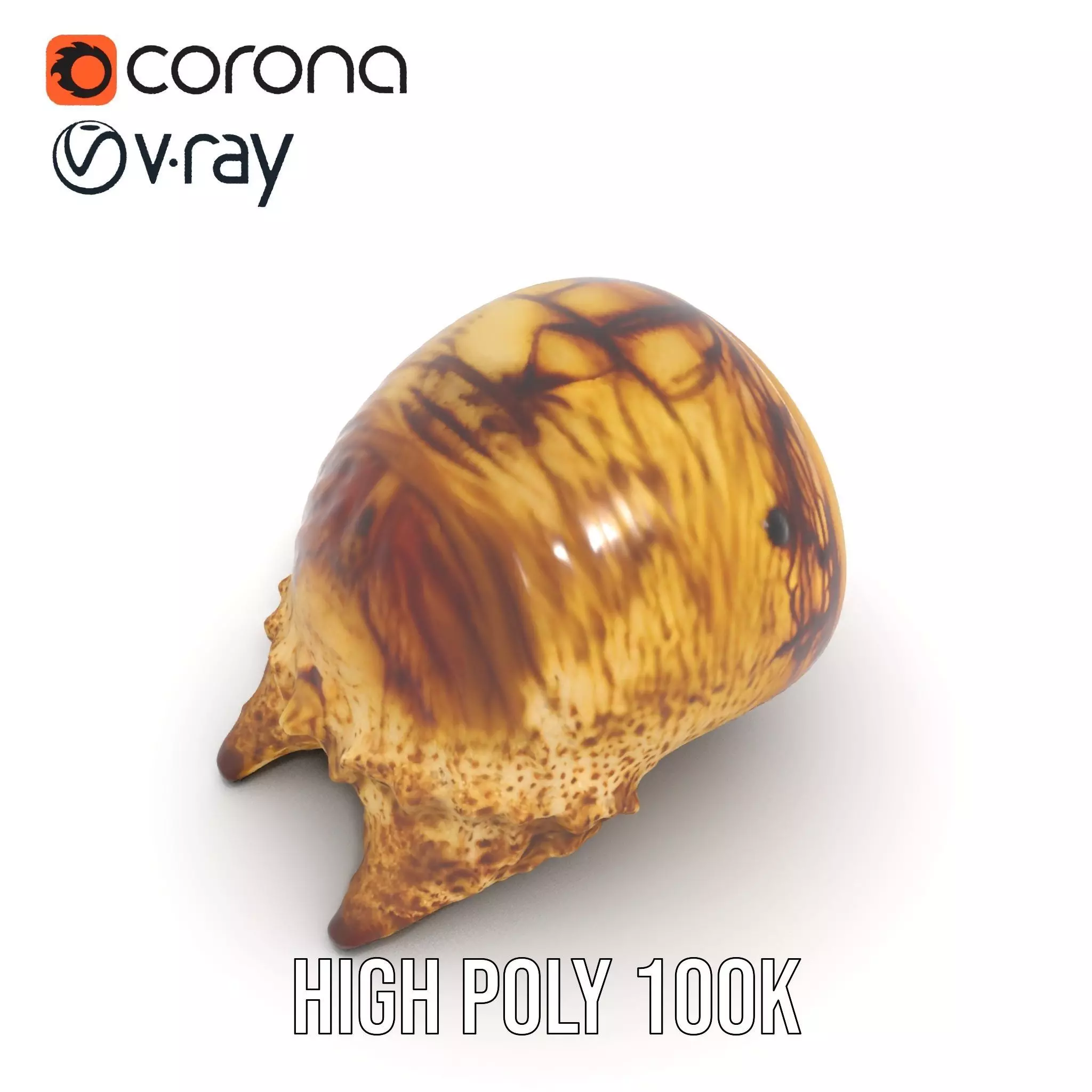 Spiral Seashell model pack Low-poly 3D model_24