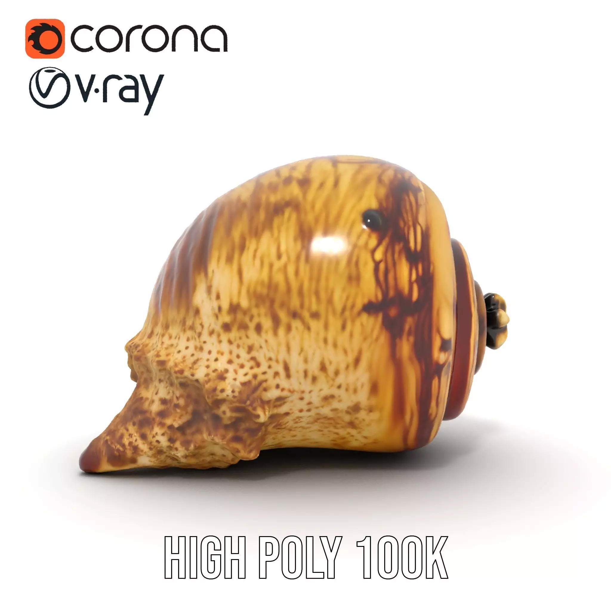 Spiral Seashell model pack Low-poly 3D model_30