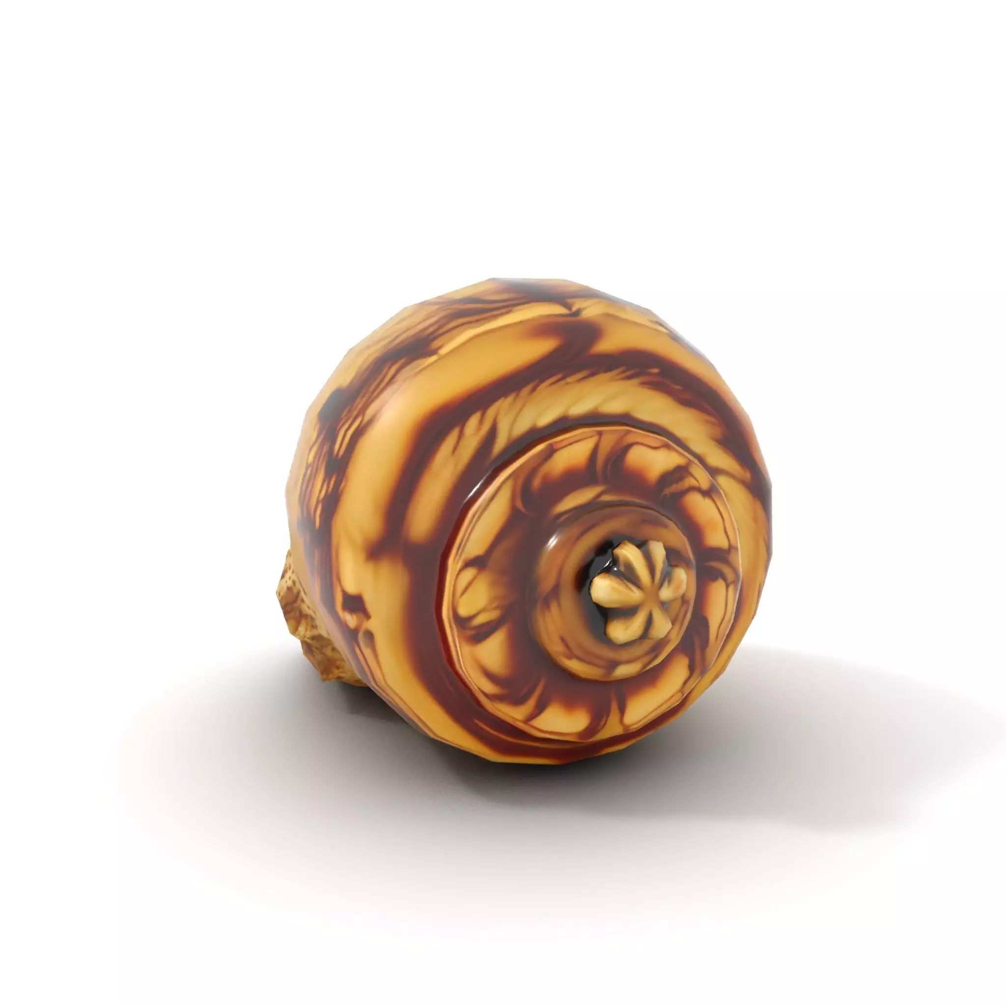 Spiral Seashell model pack Low-poly 3D model_8