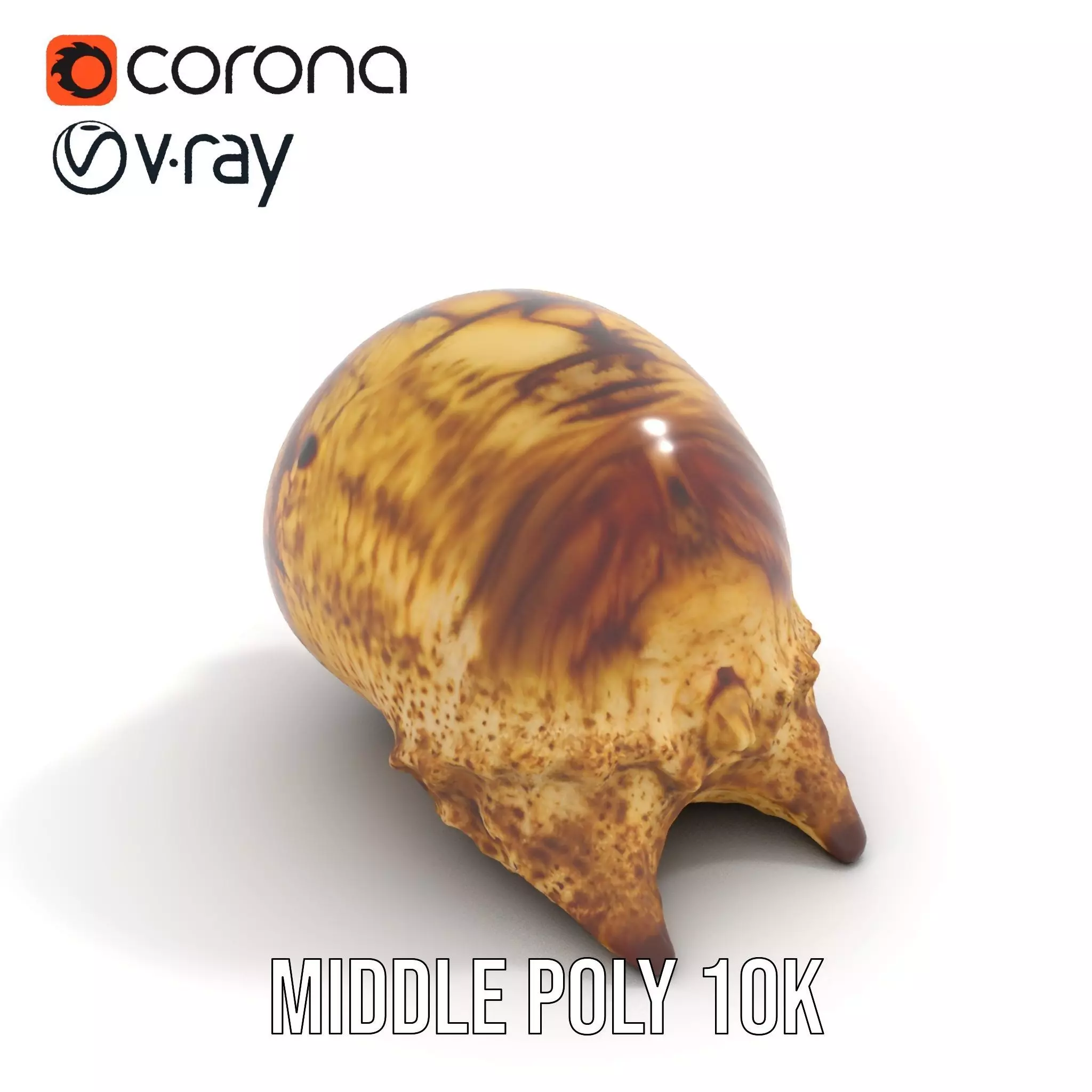 Spiral Seashell model pack Low-poly 3D model_6