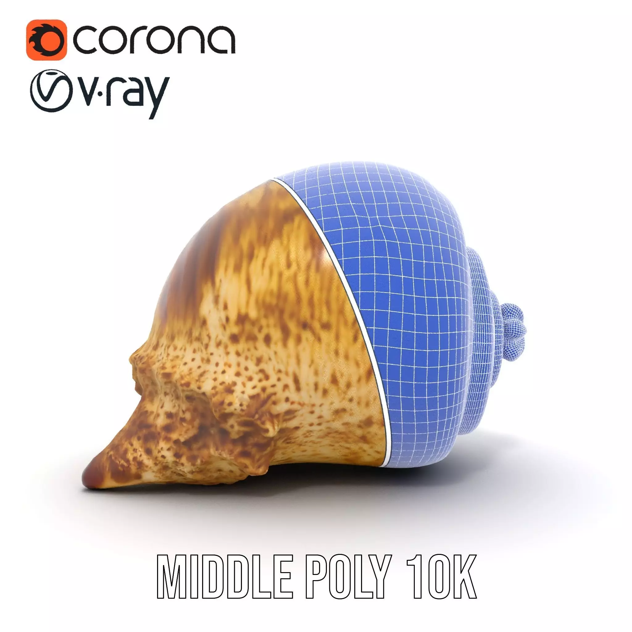 Spiral Seashell model pack Low-poly 3D model_25
