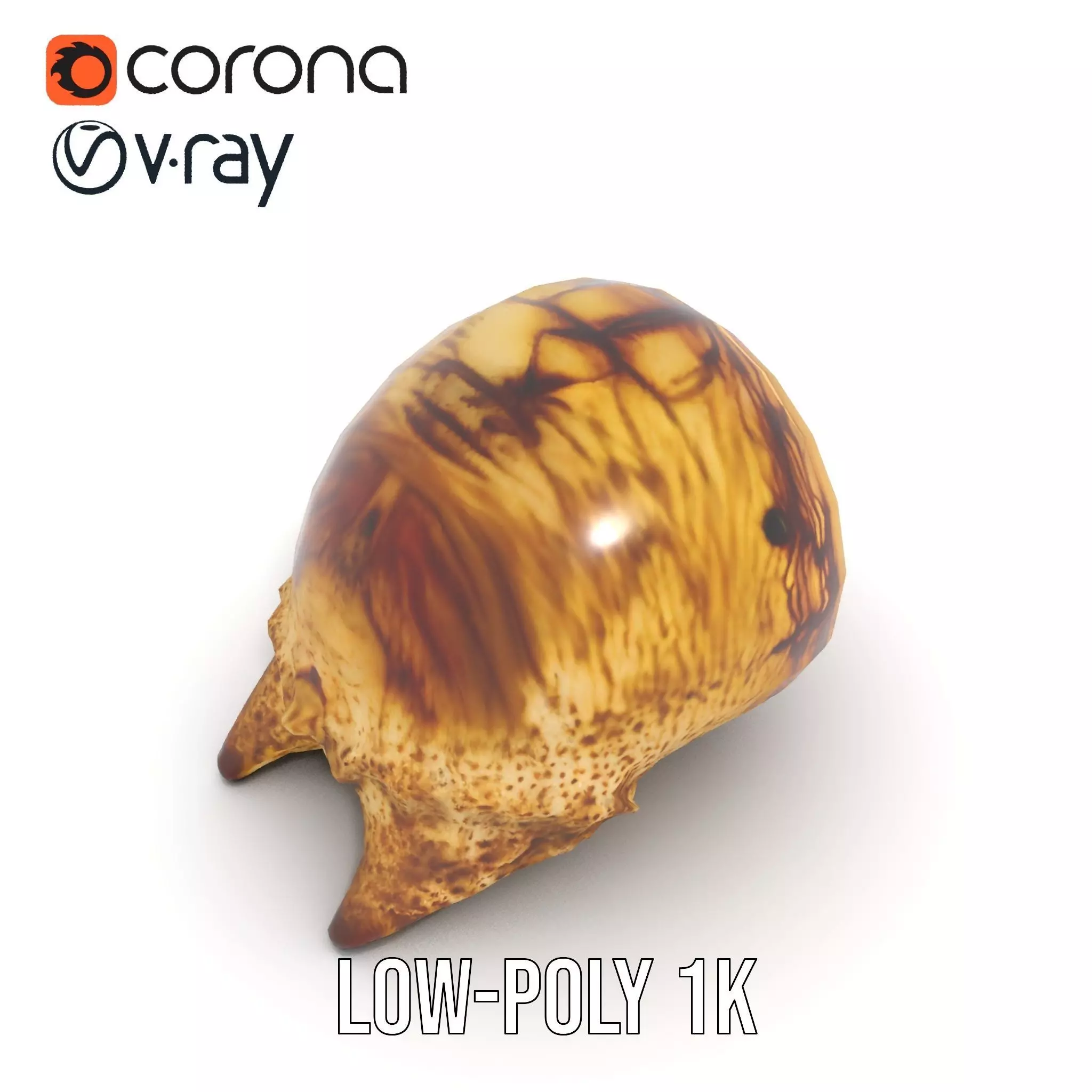 Spiral Seashell model pack Low-poly 3D model_13