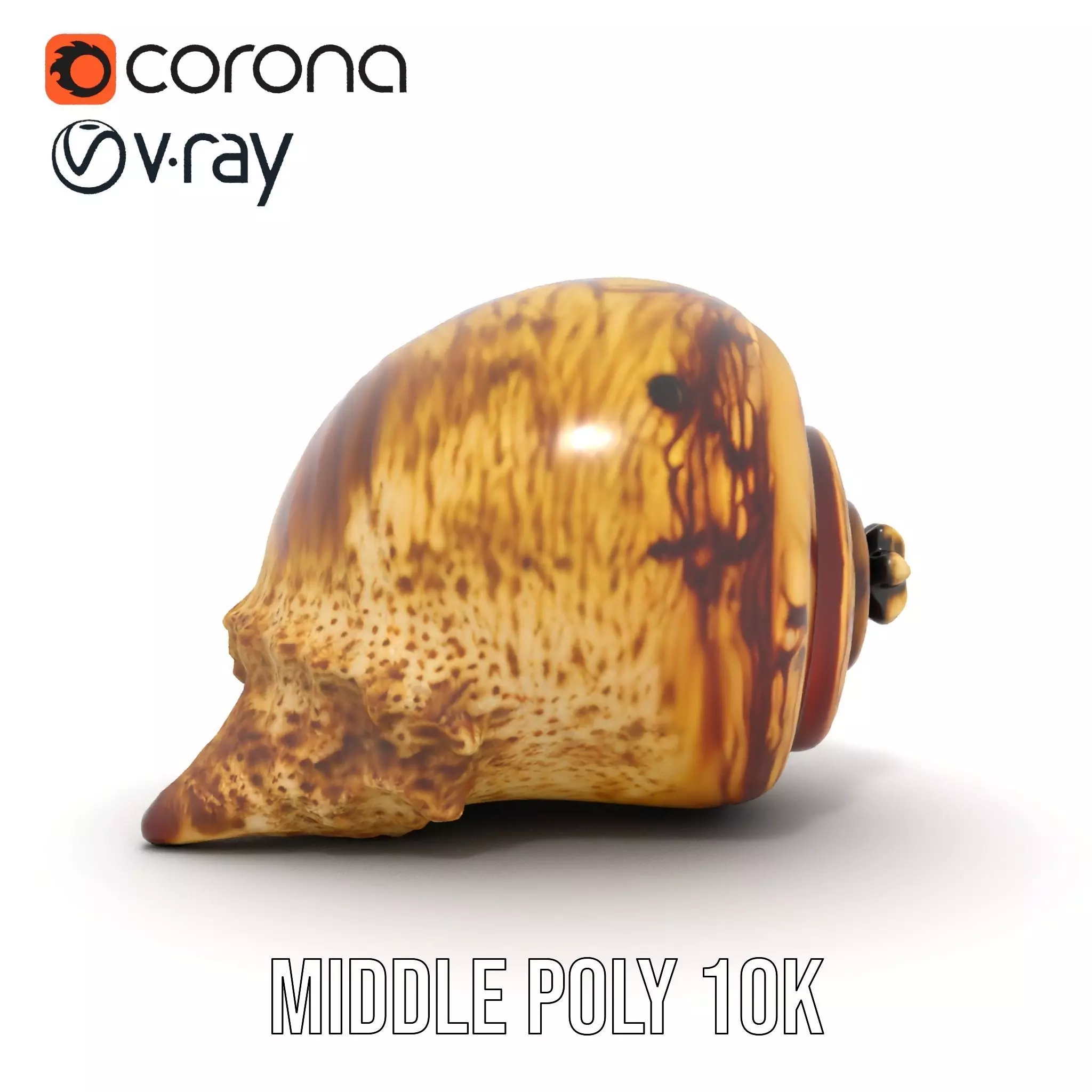 Spiral Seashell model pack Low-poly 3D model_19