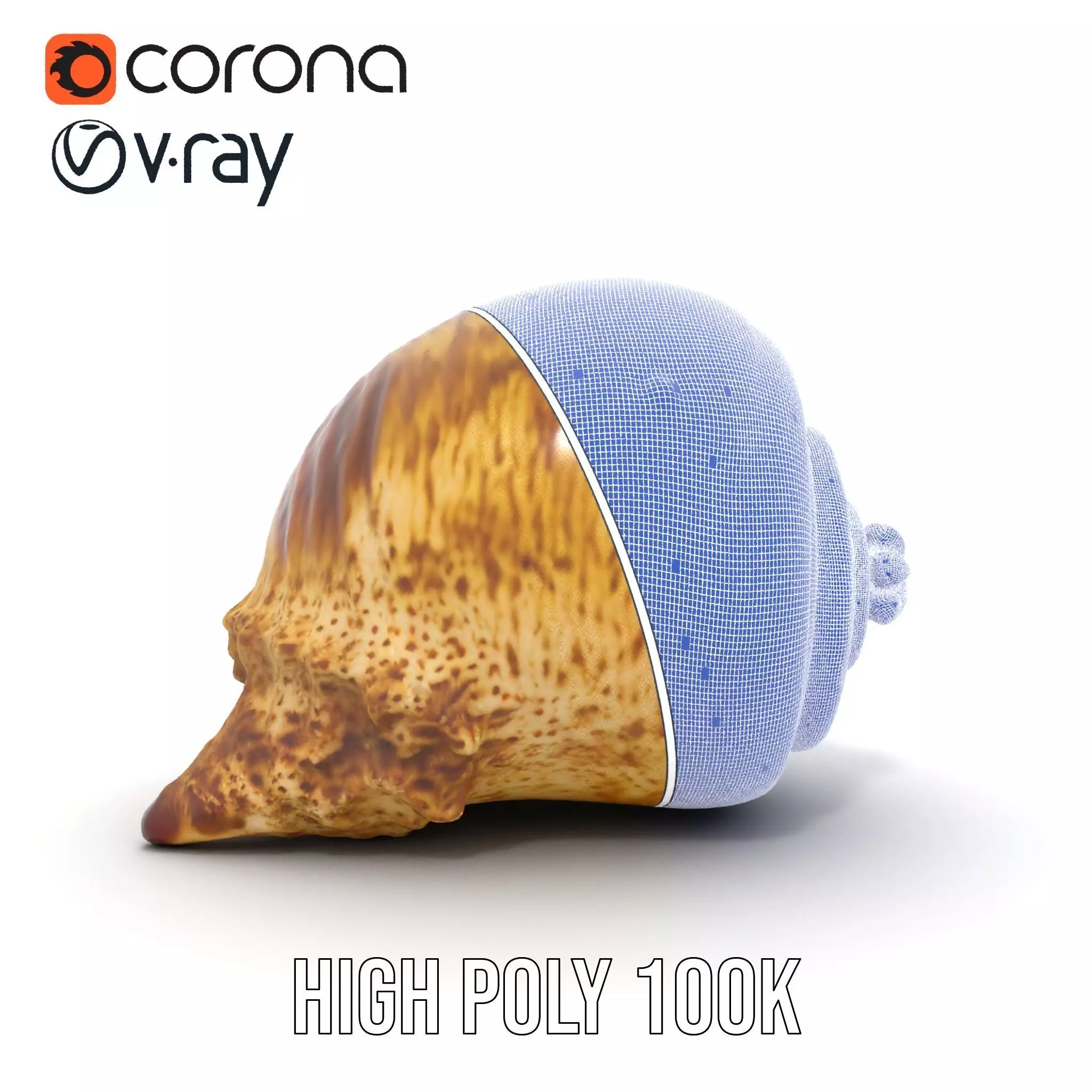 Spiral Seashell model pack Low-poly 3D model_35