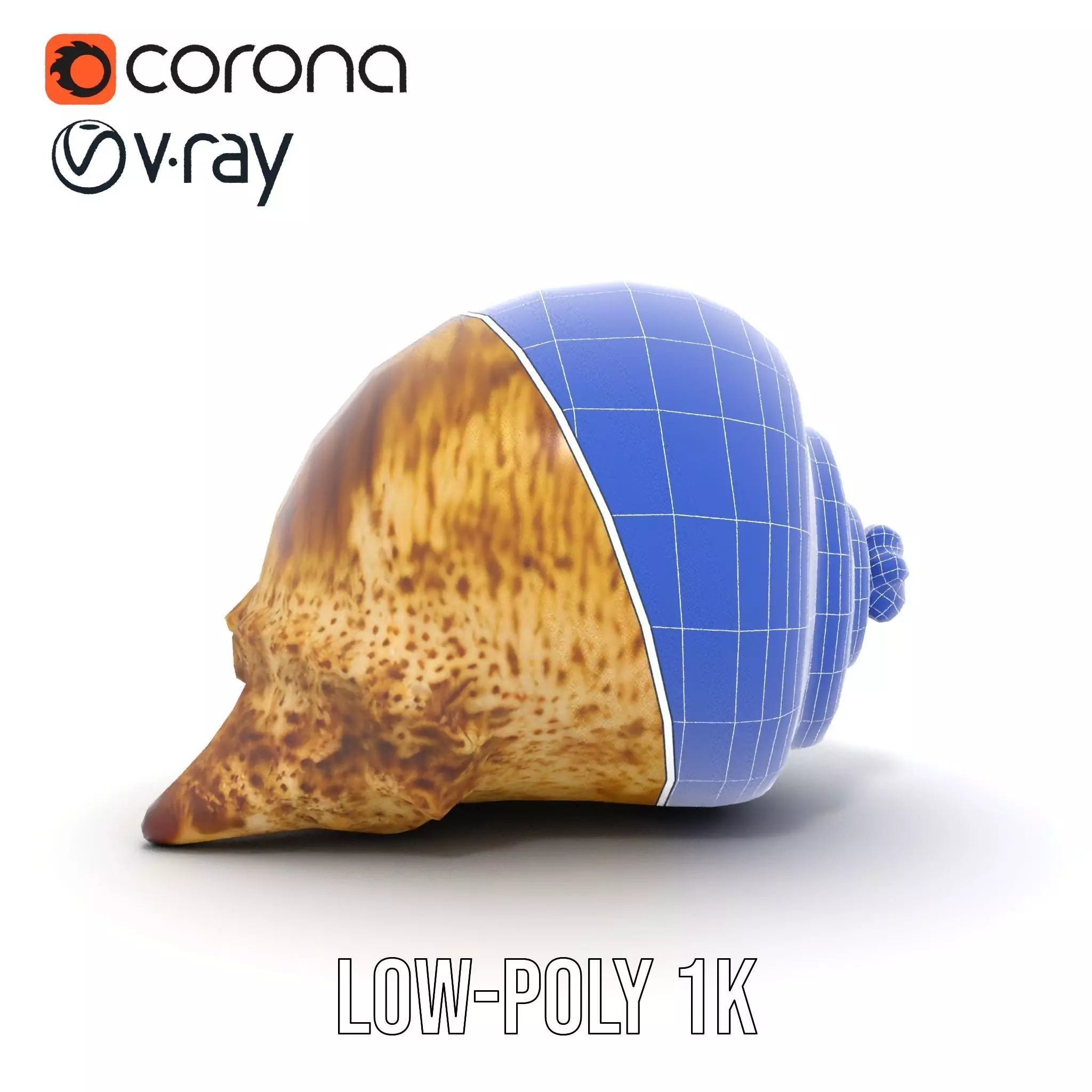 Spiral Seashell model pack Low-poly 3D model_32