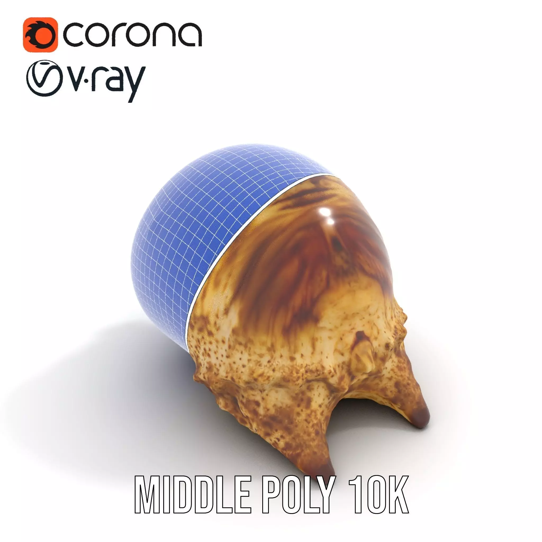 Spiral Seashell model pack Low-poly 3D model_28