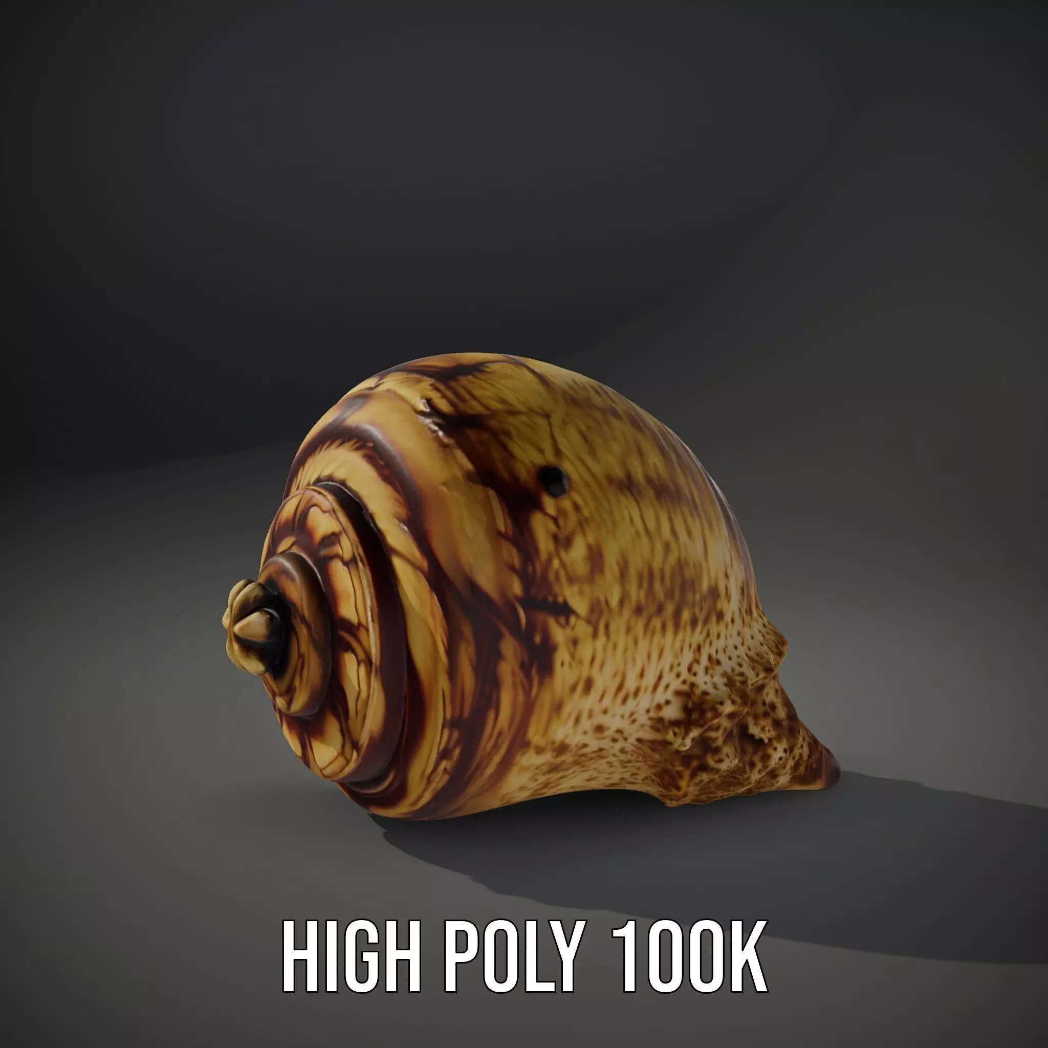 Spiral Seashell model pack Low-poly 3D model_11