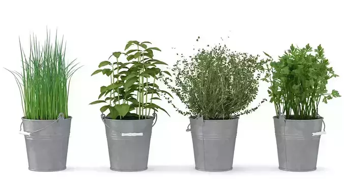 Herbs grass in pot