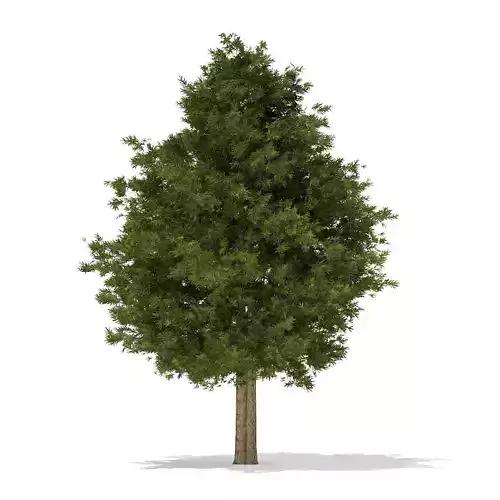 European Yew Taxus baccata 13m