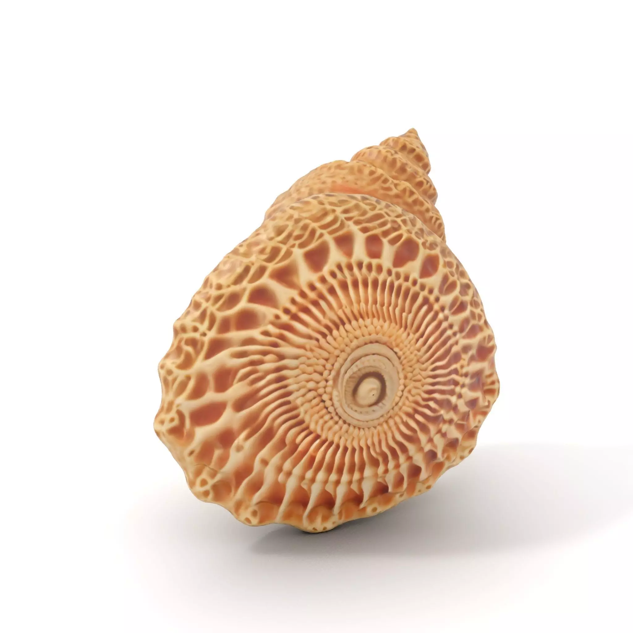 Textured Ocean Shell model pack Texture_0