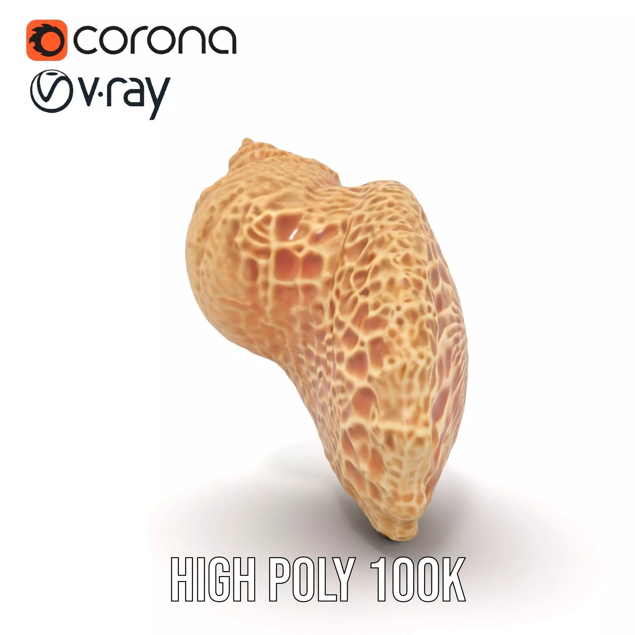 Textured Ocean Shell model pack Texture_32