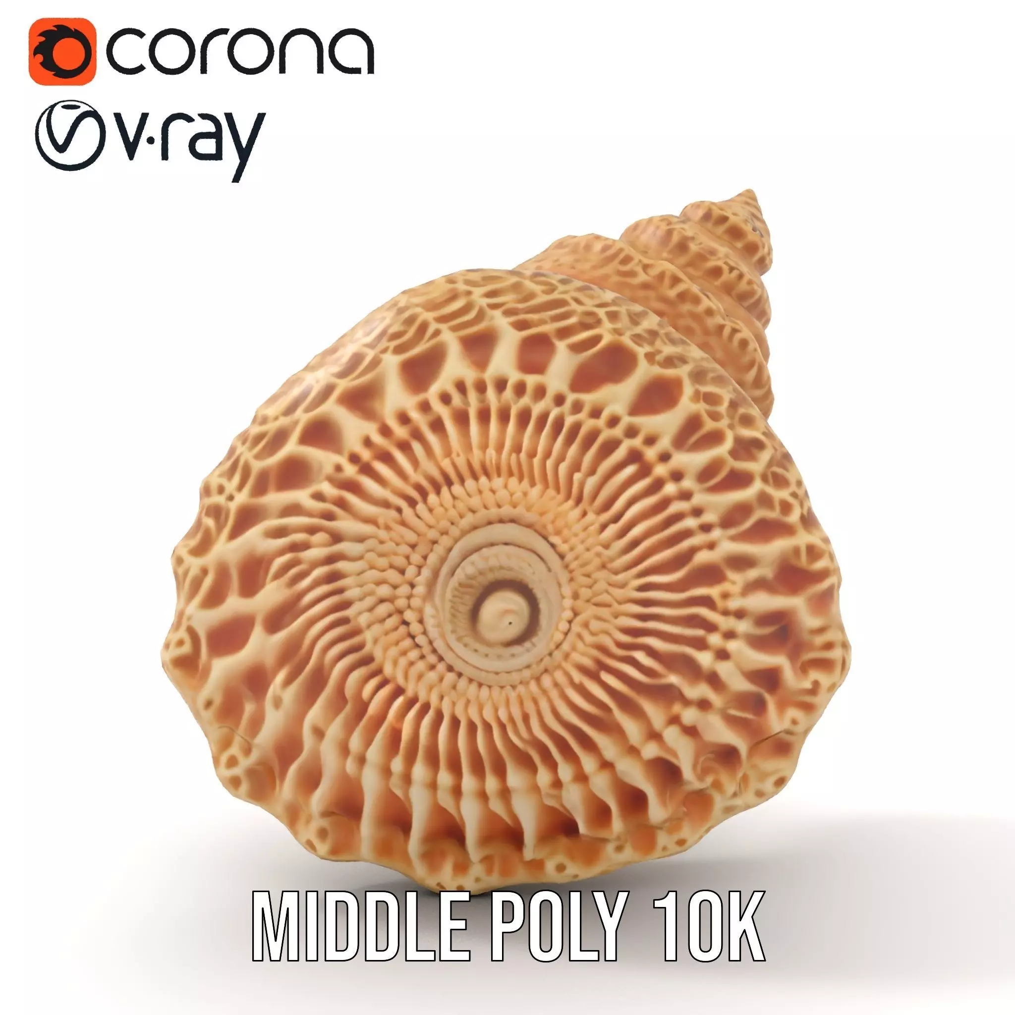 Textured Ocean Shell model pack Texture_12