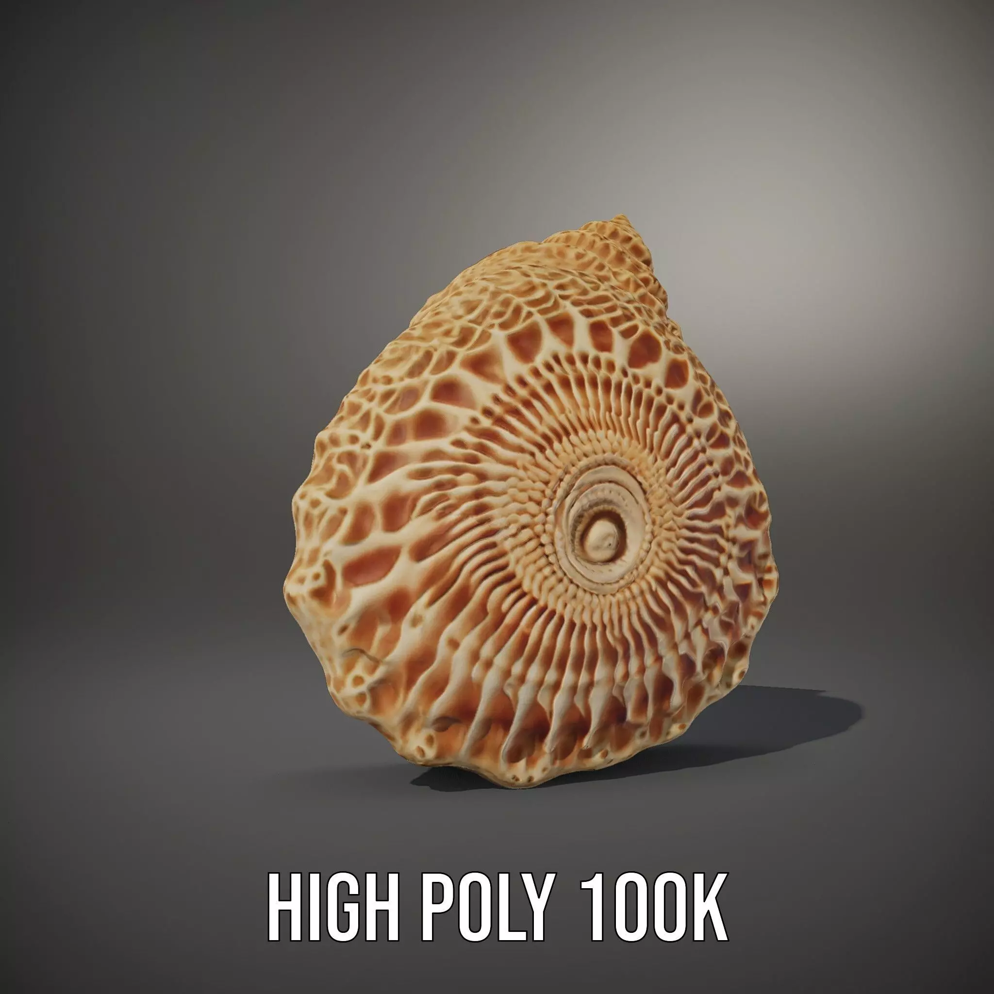 Textured Ocean Shell model pack Texture_9