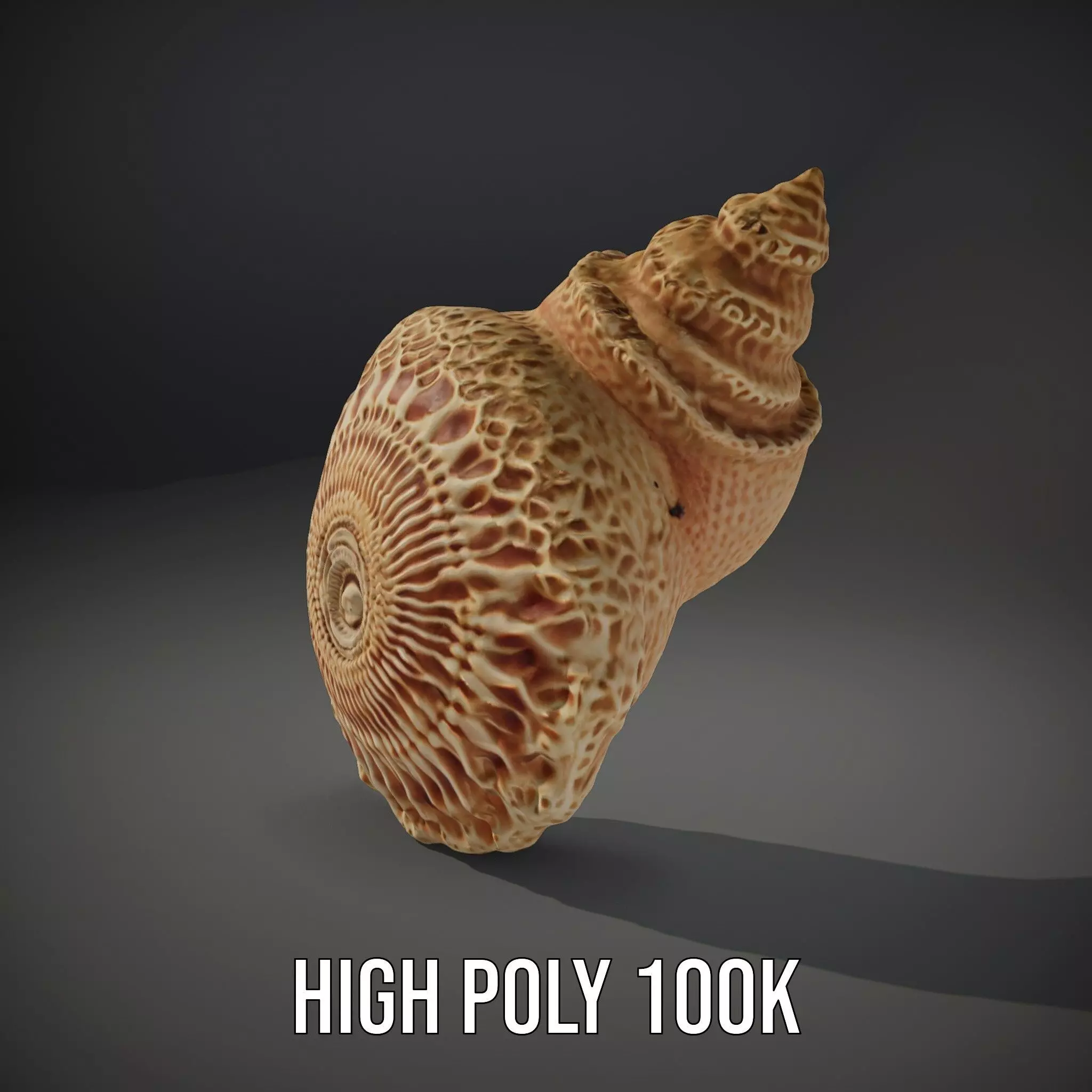 Textured Ocean Shell model pack Texture_11