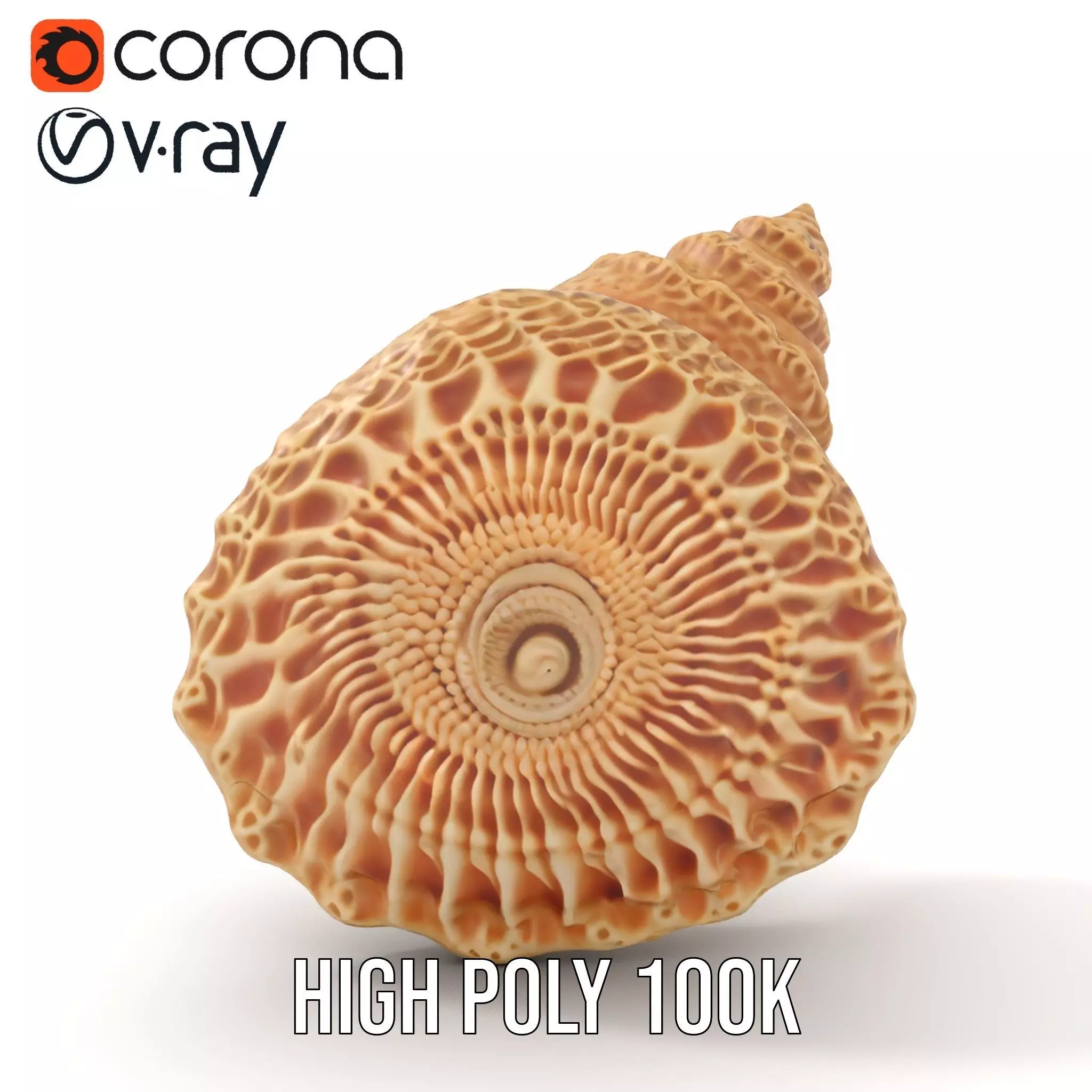 Textured Ocean Shell model pack Texture_18