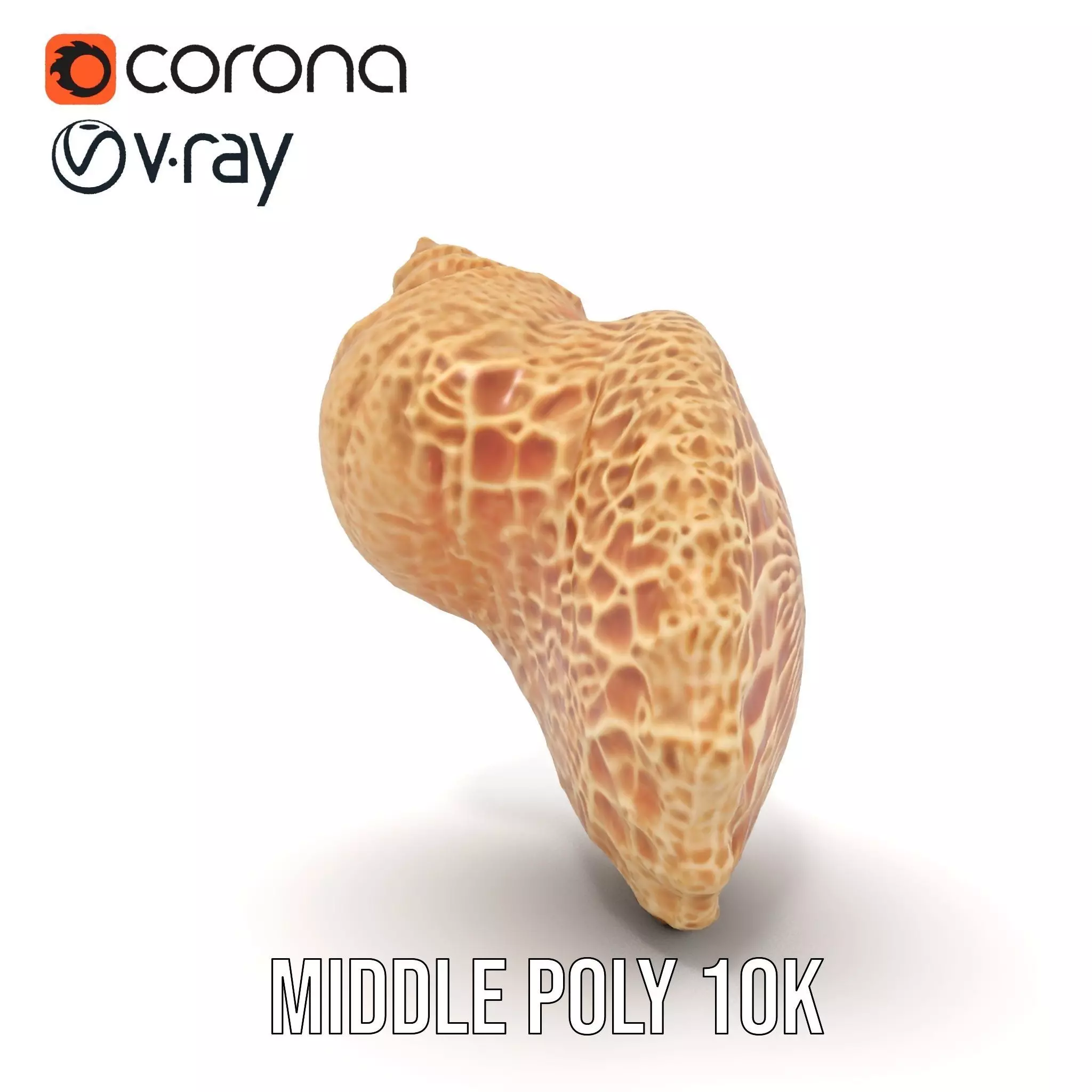 Textured Ocean Shell model pack Texture_30