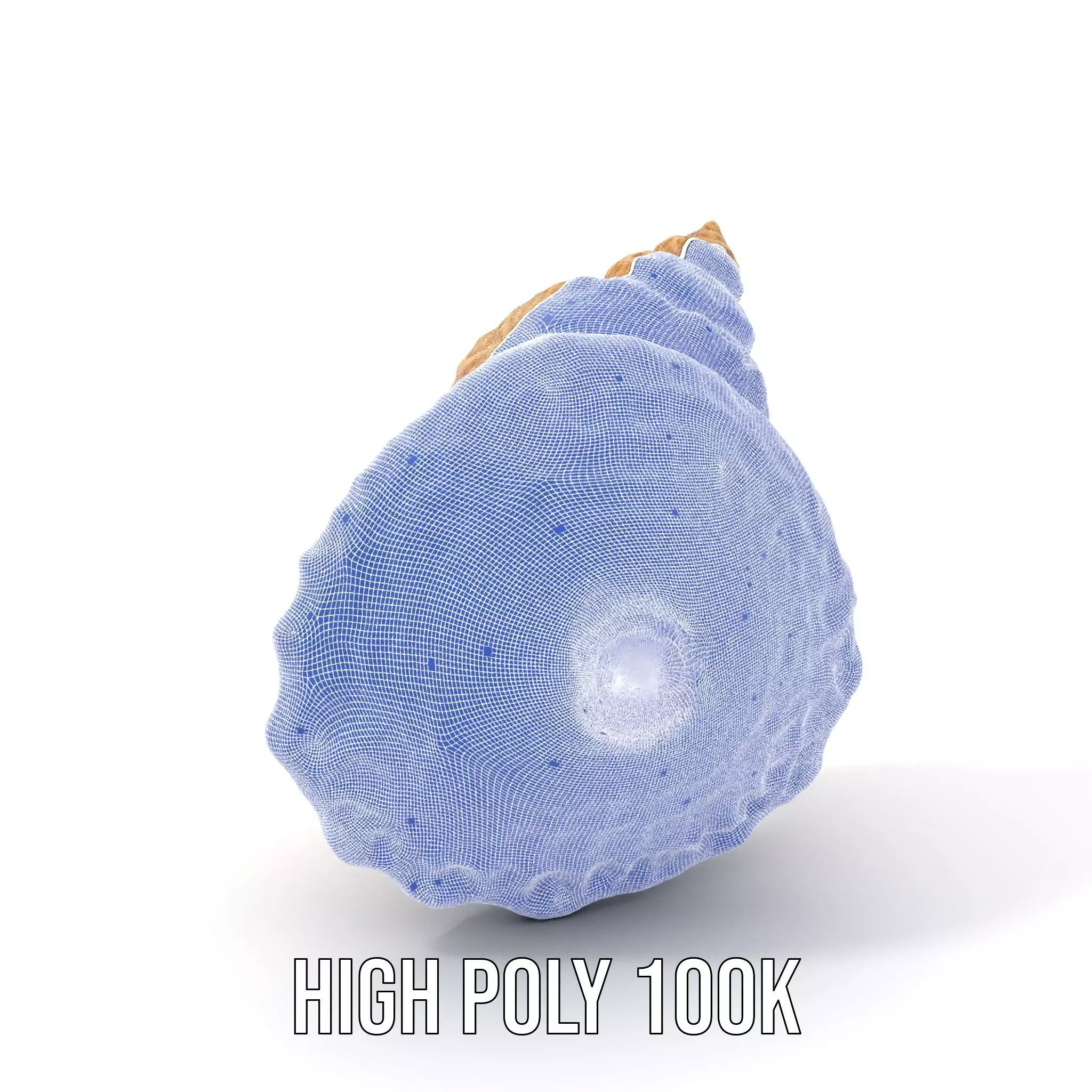 Textured Ocean Shell model pack Texture_5