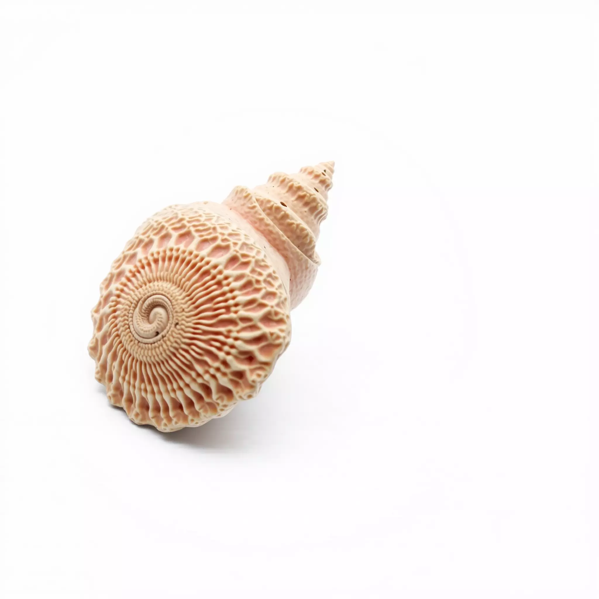 Textured Ocean Shell model pack Texture_3