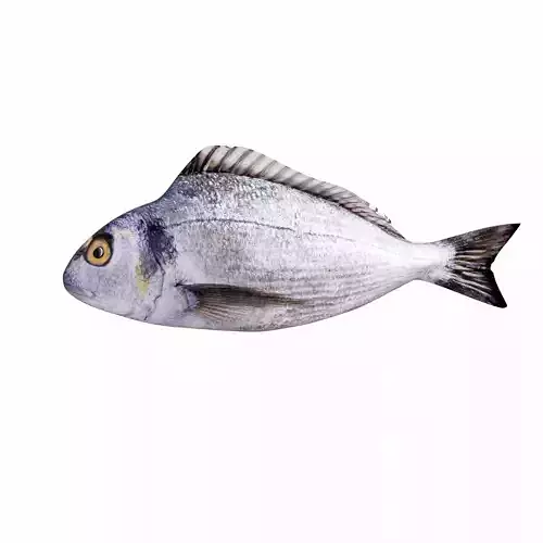 Bream Fish