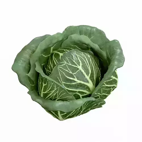 Cabbage