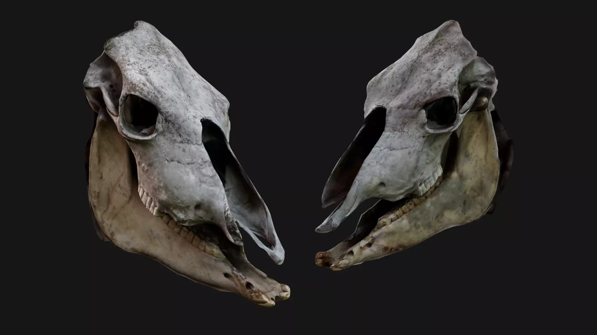 Horse Skull Free 3D model
