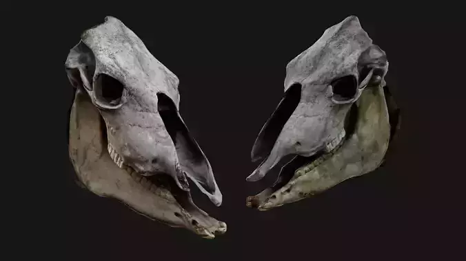 Horse Skull