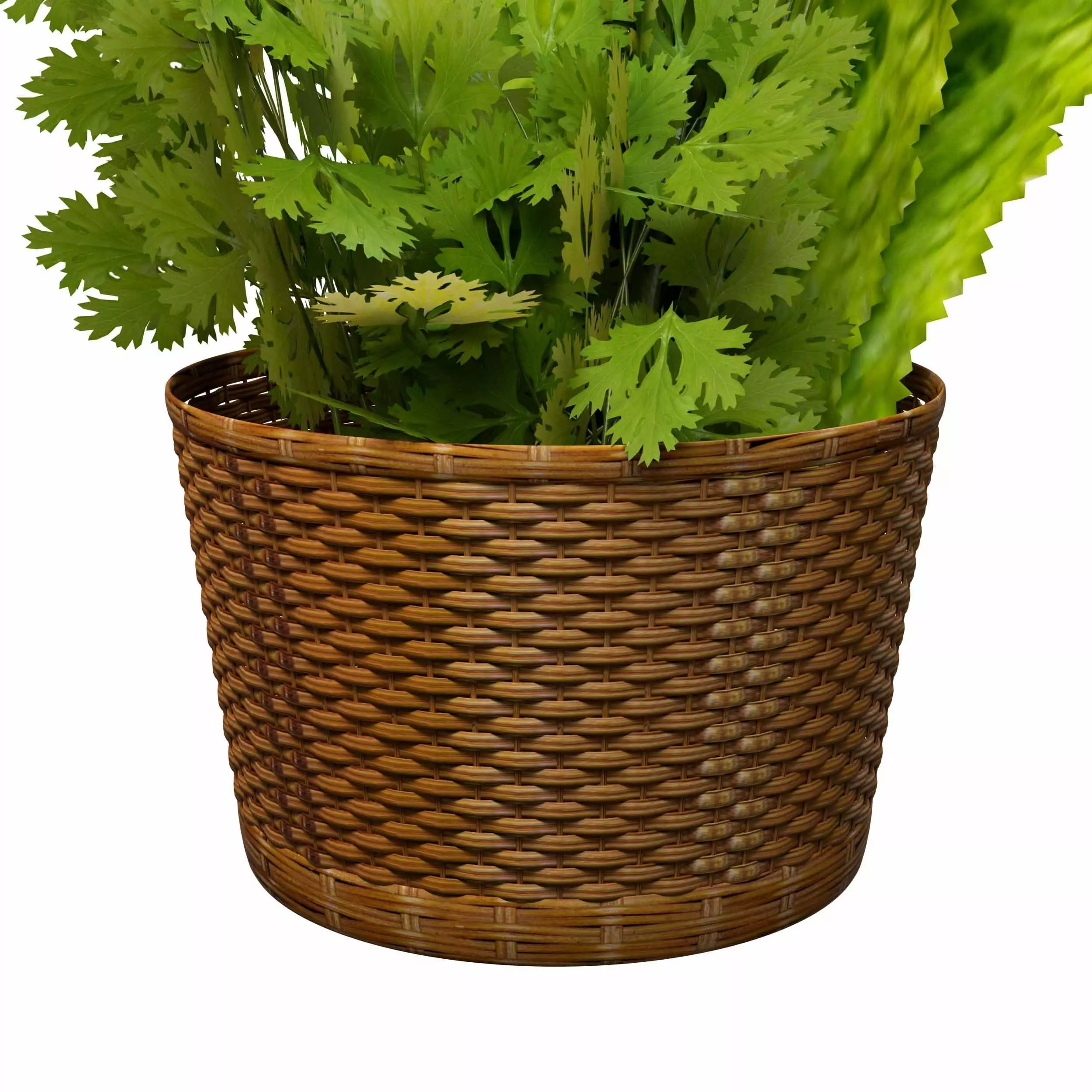 Leafy Greens 3D model_2