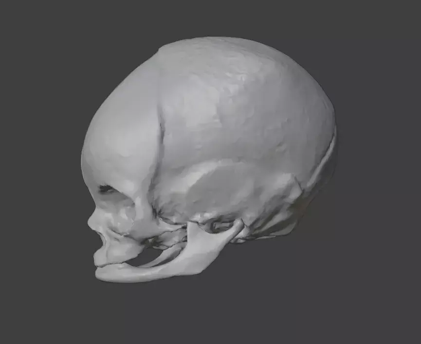 Stylized Baby Skull STL  3D print model_2