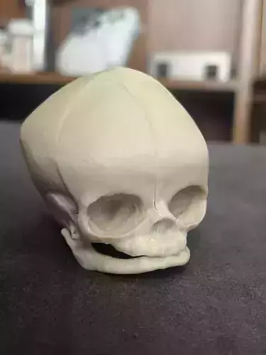 Stylized Baby Skull STL  3D print model