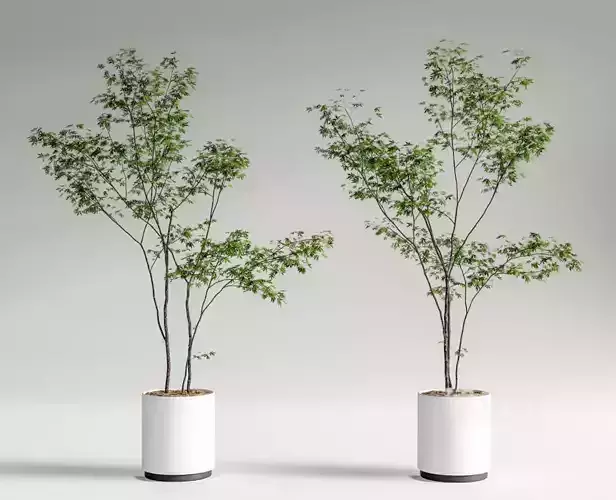 Modern Potted Green Tree 3D Model Collection