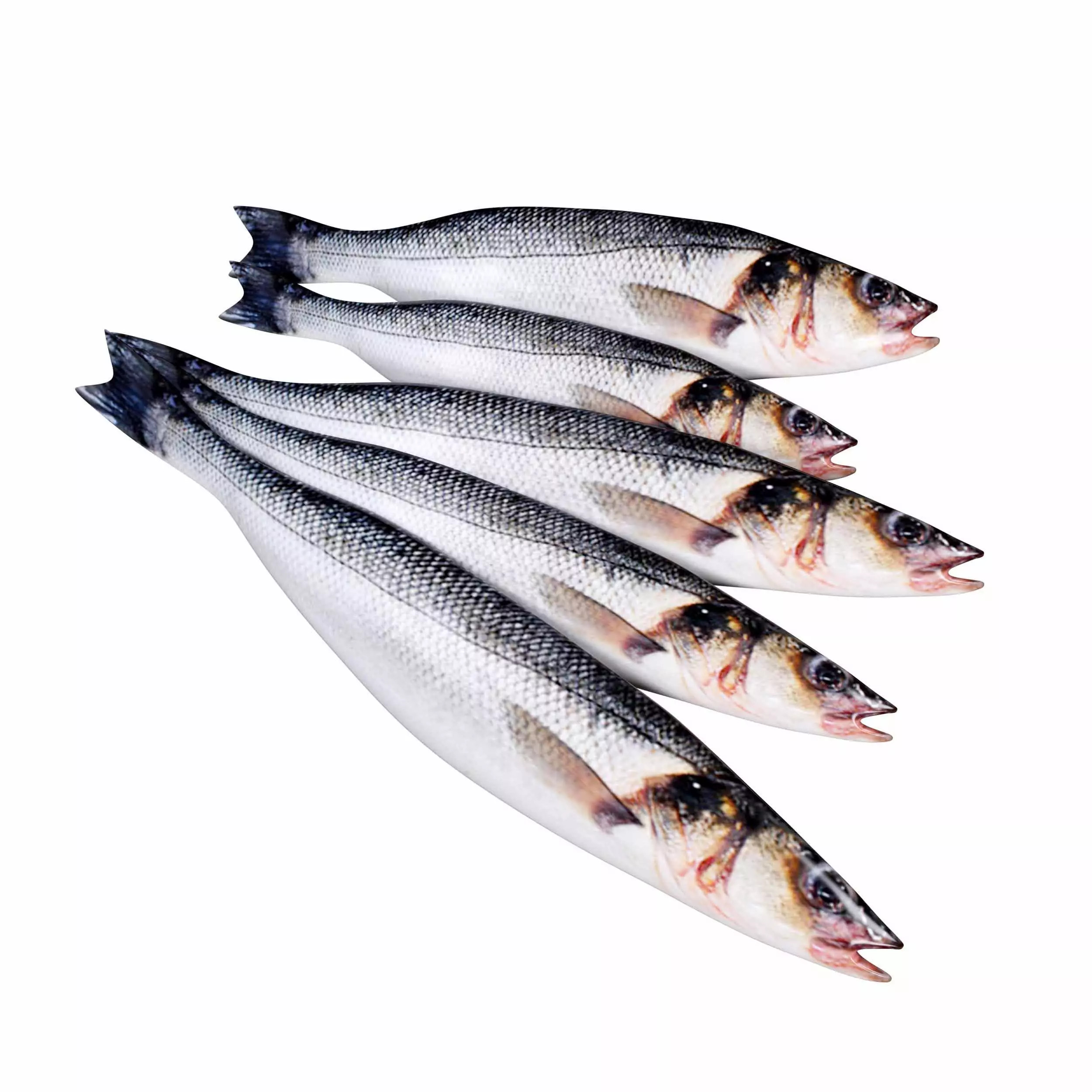 Seabass Fish 3D model_1