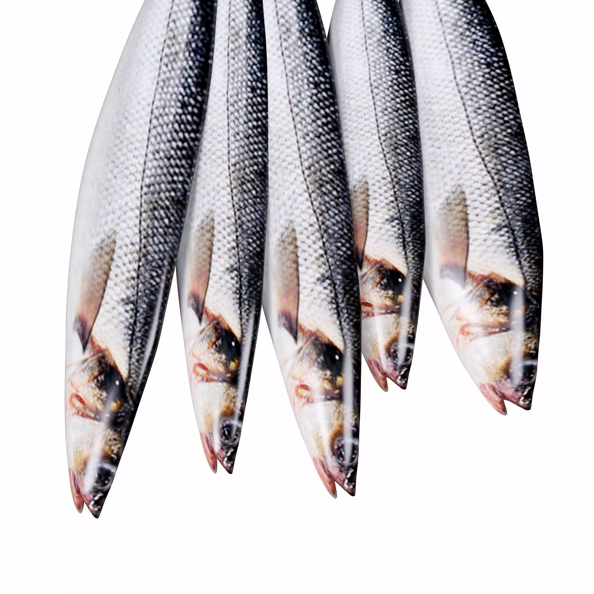 Seabass Fish 3D model_2