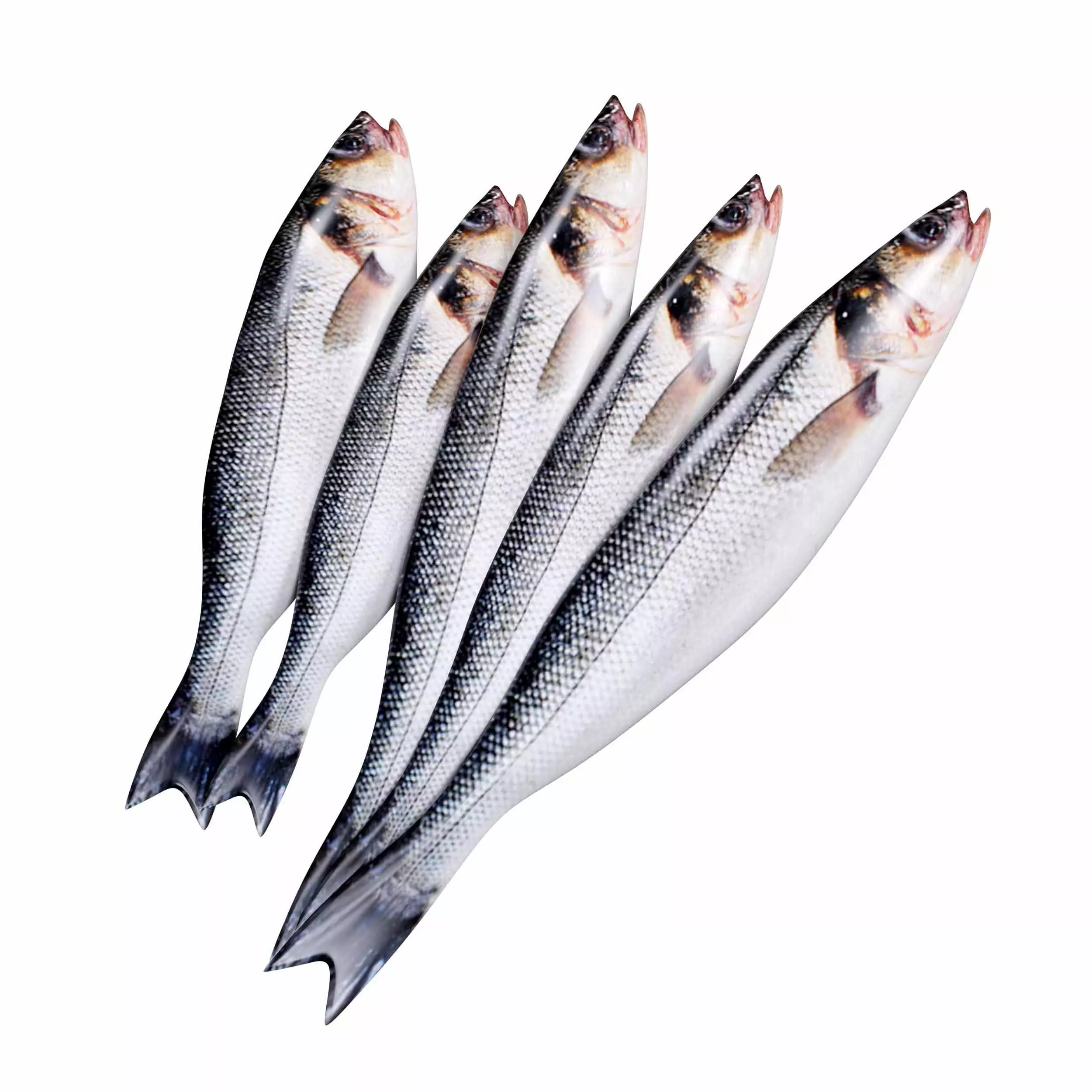 Seabass Fish 3D model_0
