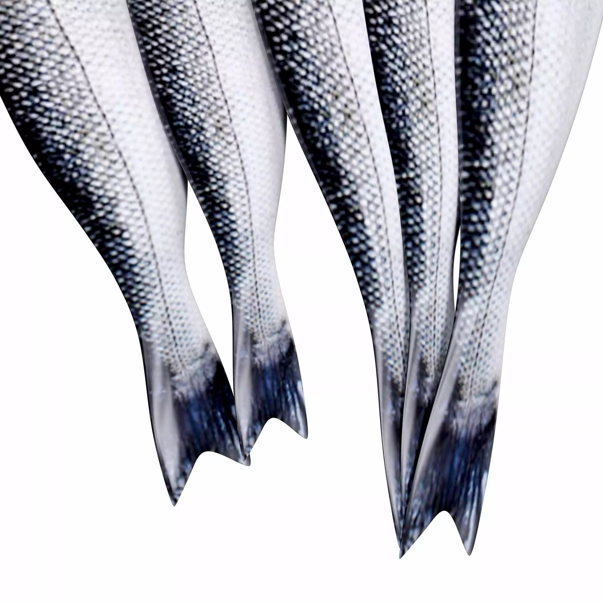 Seabass Fish 3D model_3