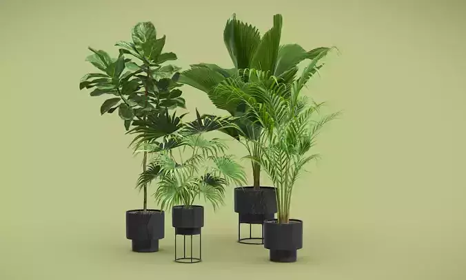Indoor Plants Pack 2