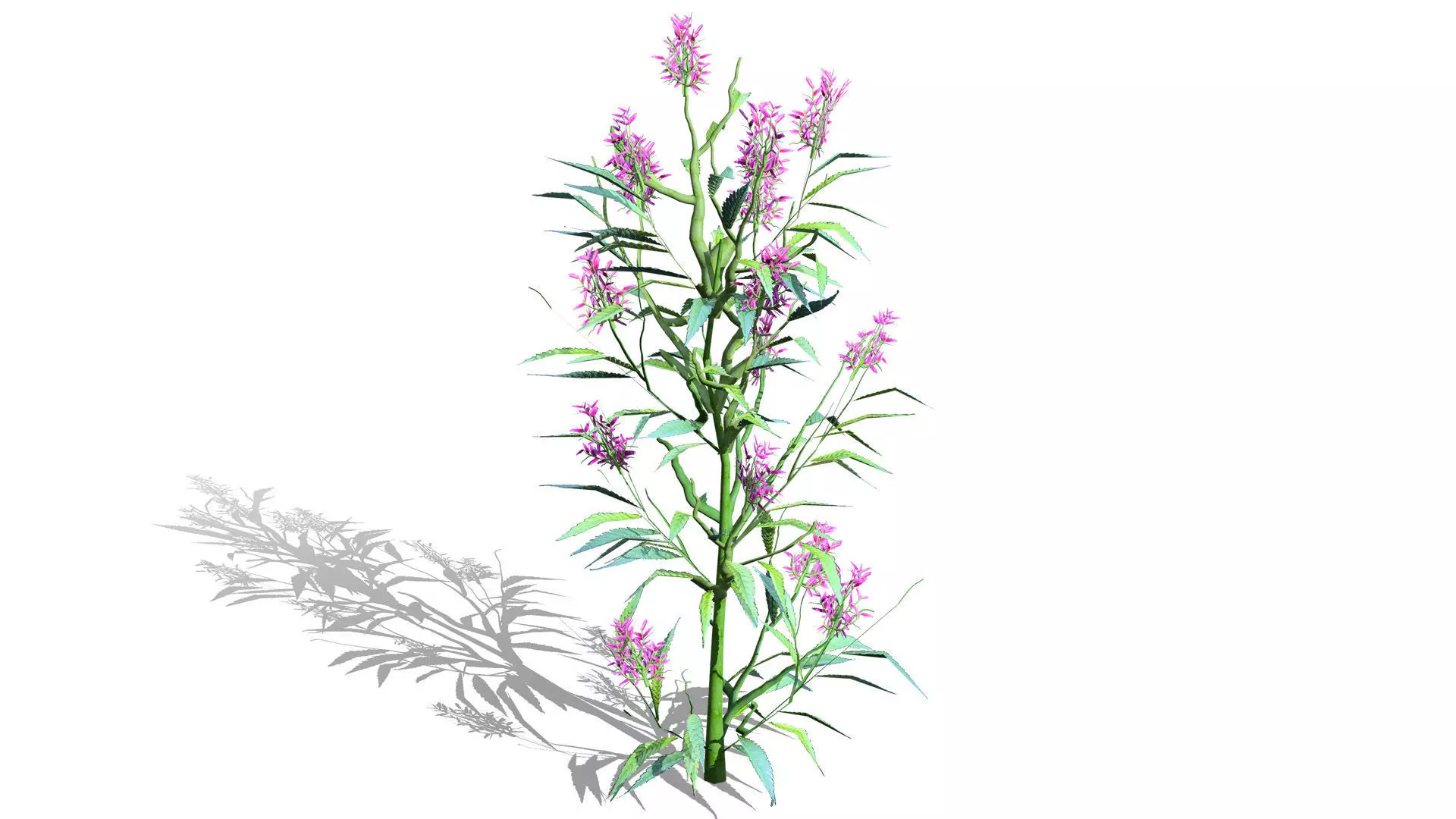 British Hemp-Agrimony 3D Model Pack Low-poly 3D model_2