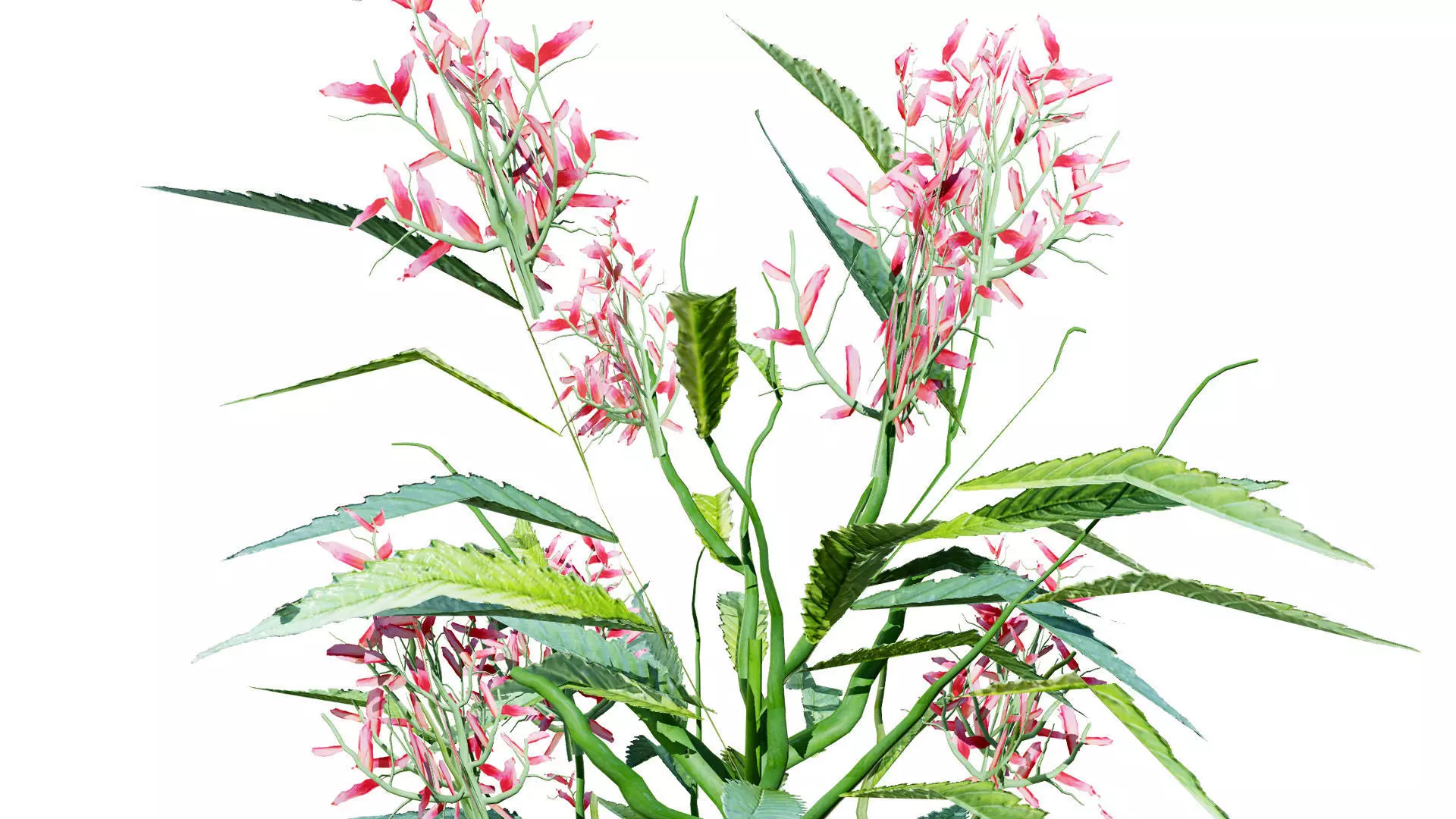 British Hemp-Agrimony 3D Model Pack Low-poly 3D model_3