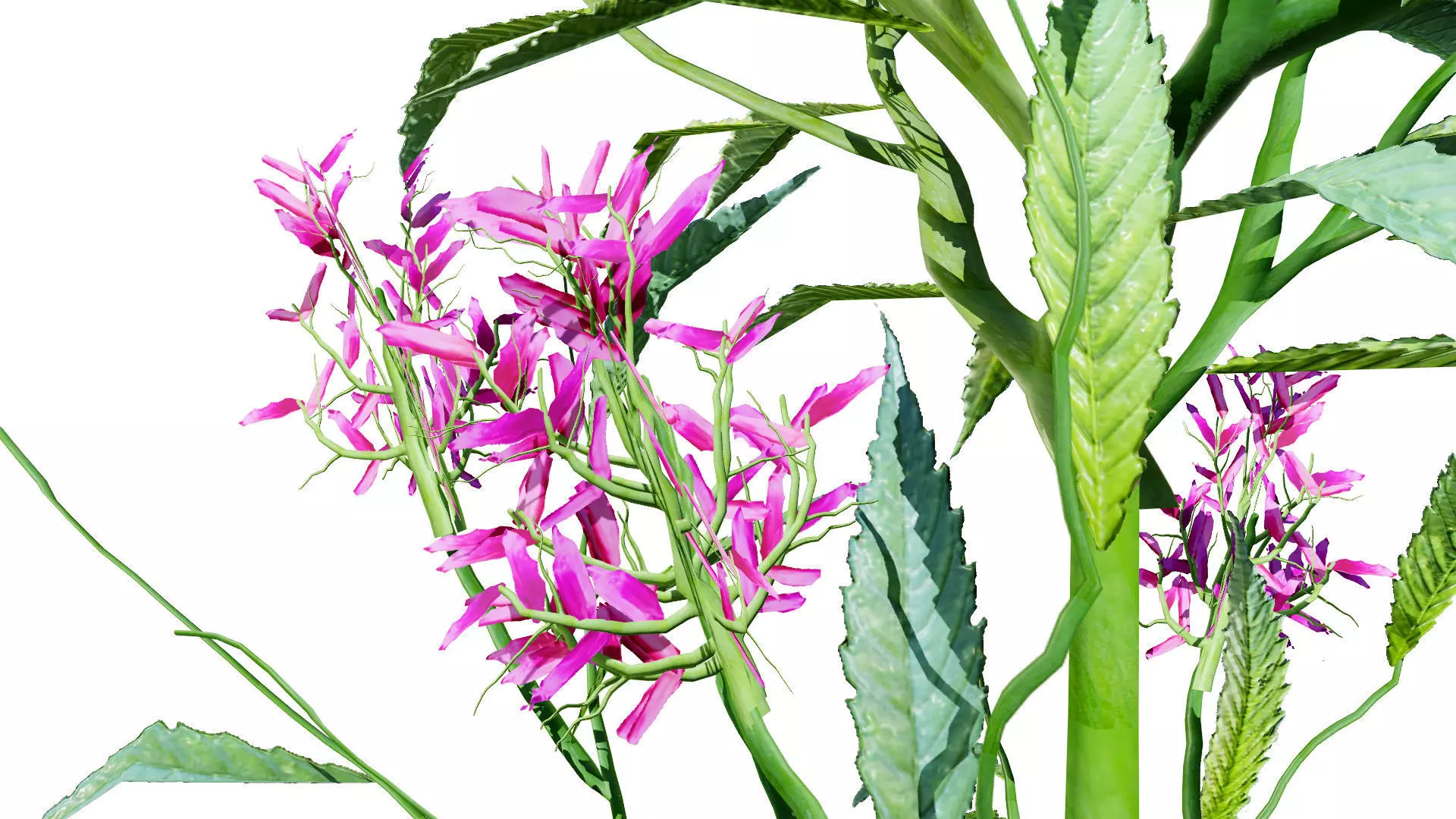 British Hemp-Agrimony 3D Model Pack Low-poly 3D model_4