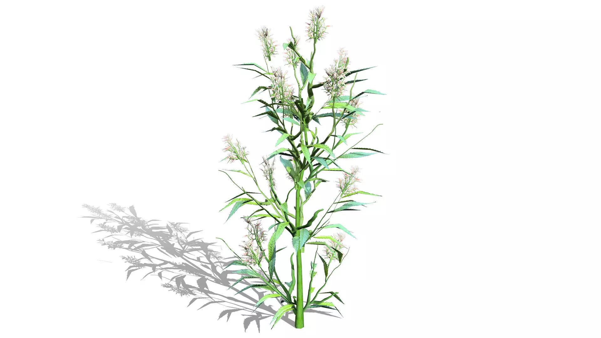British Hemp-Agrimony 3D Model Pack Low-poly 3D model_5