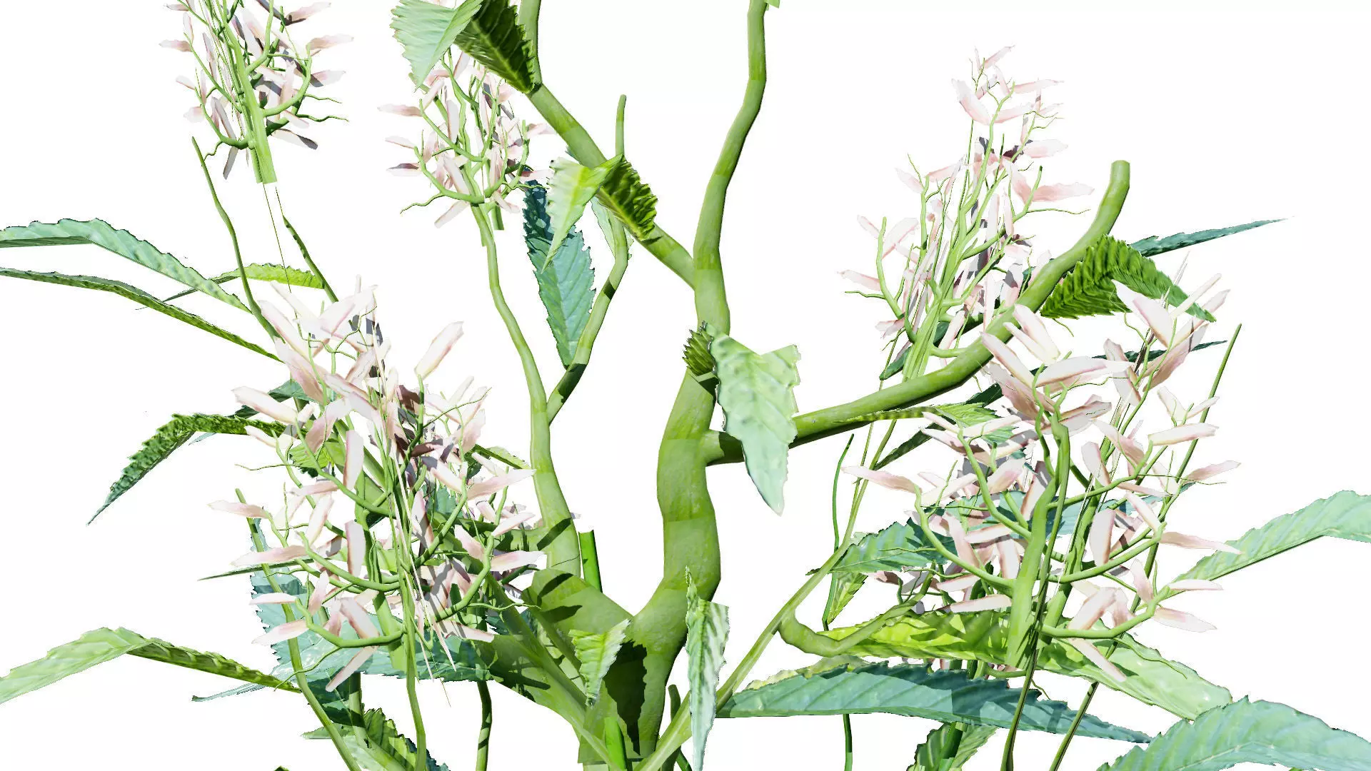 British Hemp-Agrimony 3D Model Pack Low-poly 3D model_6