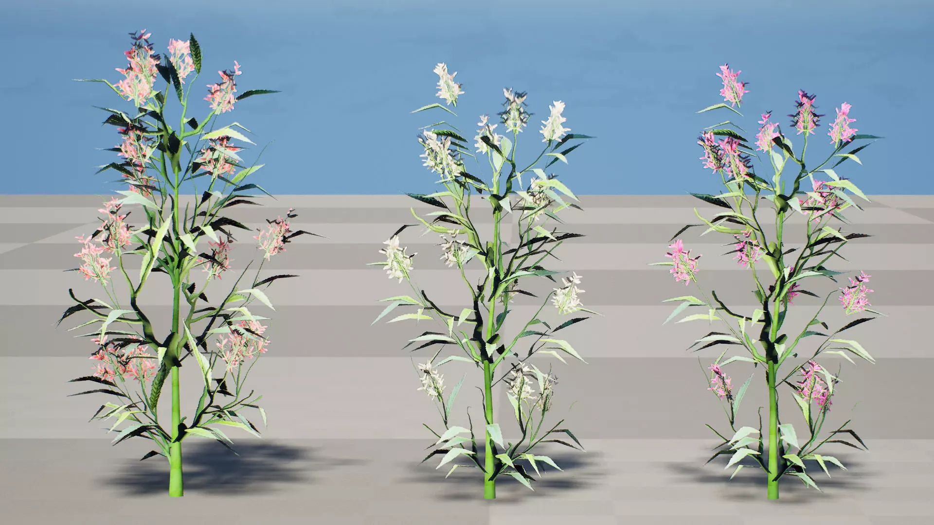 British Hemp-Agrimony 3D Model Pack Low-poly 3D model_7