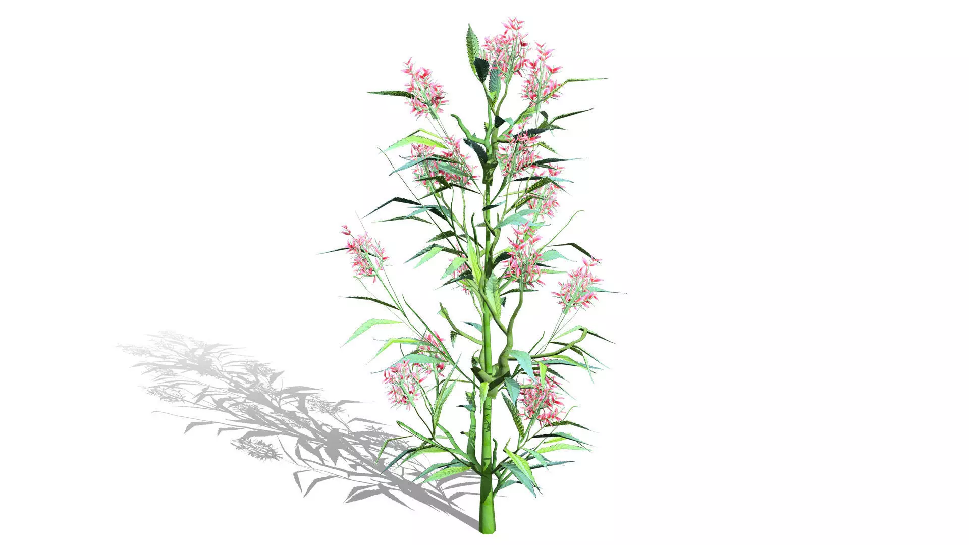British Hemp-Agrimony 3D Model Pack Low-poly 3D model_0