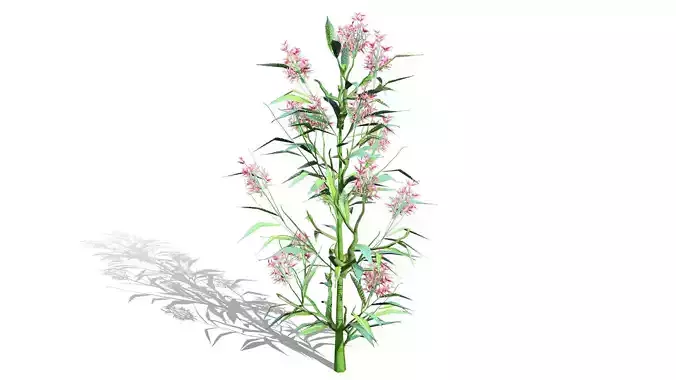 British Hemp-Agrimony 3D Model Pack Low-poly 3D model British Hemp-Agrimony 3D Model Pack Low-poly 3D model
