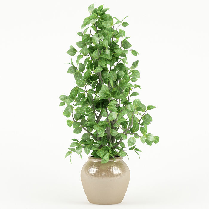 Plant 044 3D model_4