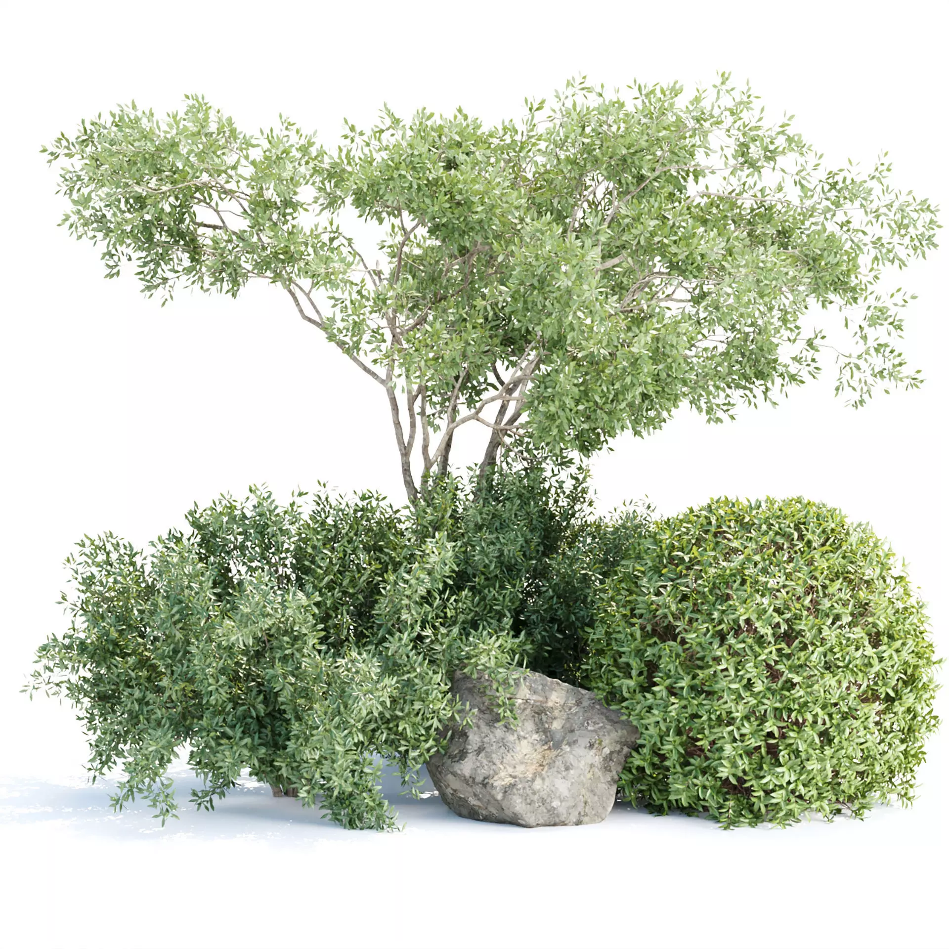 Plants for Garden Vol 331 3D model