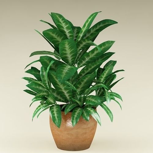Plant 21 3D model