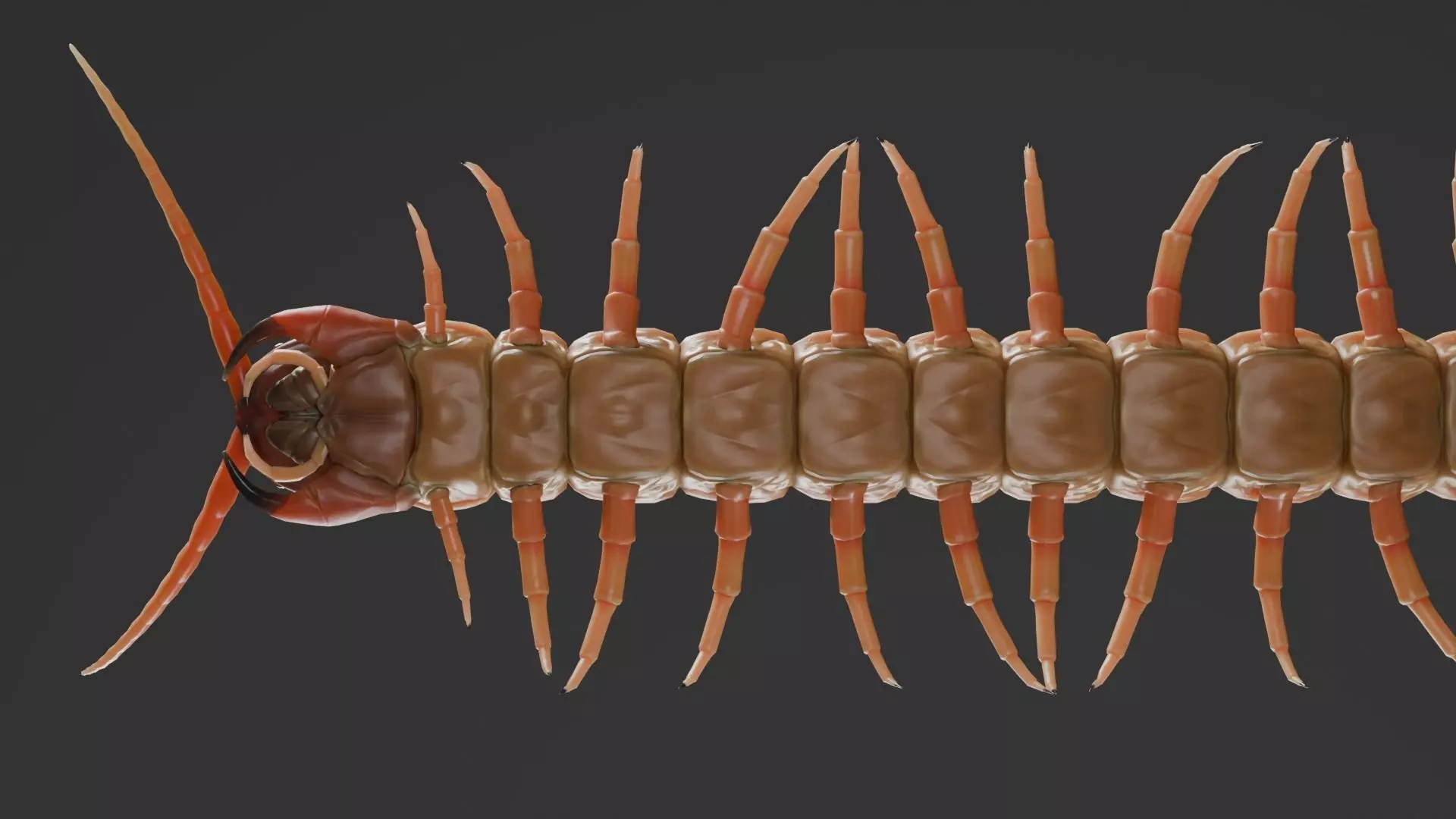 centipede Low-poly 3D model_10